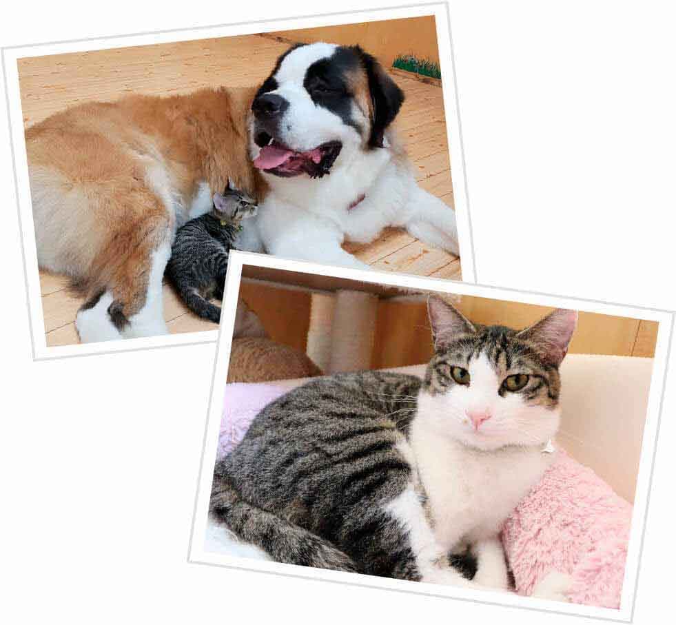 保護犬・保護猫たち