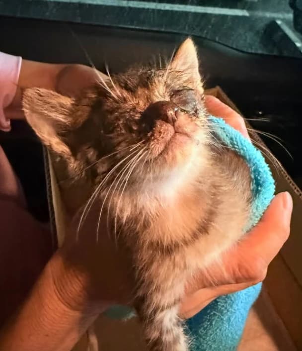 保護された子猫のアオキ
