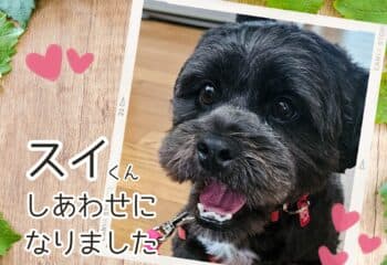 譲渡が決まった黒い犬スイくん
