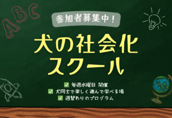犬の社会化スクールの案内