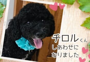 チロル