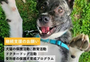 継続支援のお願いと元気な犬